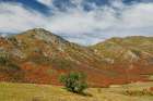 USA, Utah. East of Brigham City near Wellsville with mountain range covered in canyon maple. Art Print